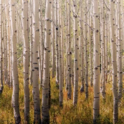 Grandeco Multicolour Birch Tree Matt Mural -Outlet Paint Hub Store grandeco multicolour birch tree matt mural5411012446871 02c bq